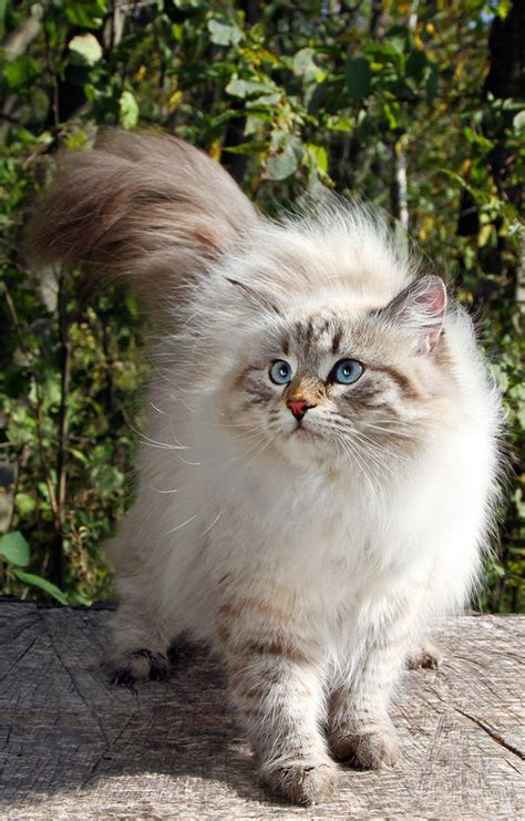 Siberian cat rescue - 